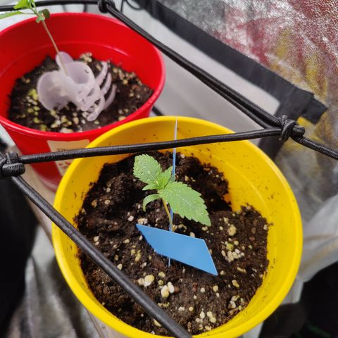 Blackberry Cake growlog timeline photo