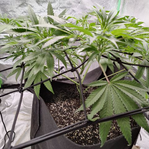 Lemon Haze growlog timeline photo