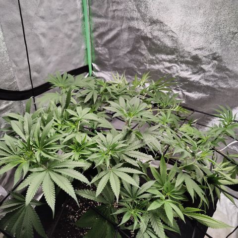 Lemon Haze growlog timeline photo