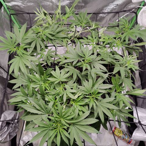 Lemon Haze growlog timeline photo