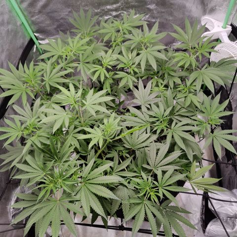 Lemon Haze growlog timeline photo