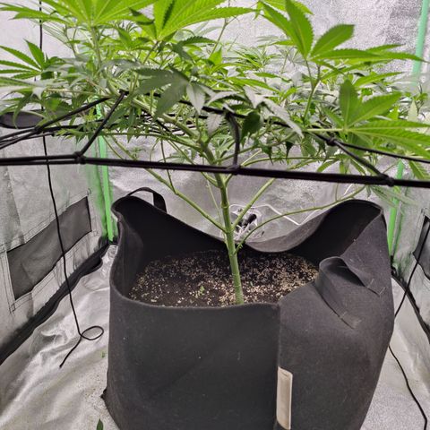 Lemon Haze growlog timeline photo