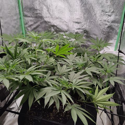 Lemon Haze growlog timeline photo