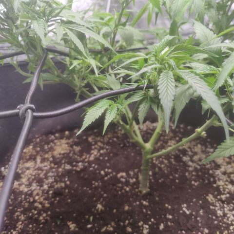 Dos Si Dos 33 growlog timeline photo