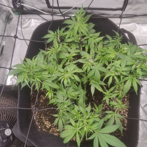 Dos Si Dos 33 growlog timeline photo