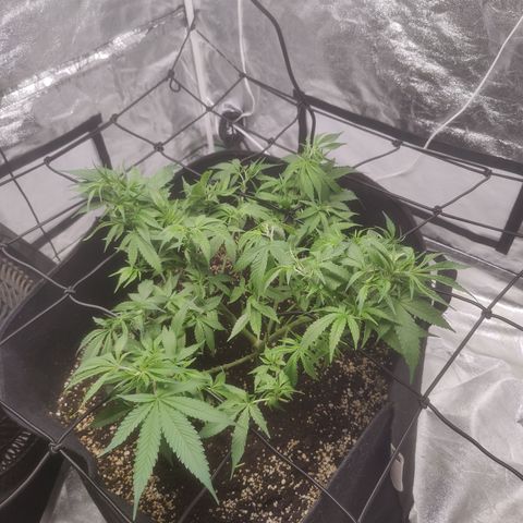 Dos Si Dos 33 growlog timeline photo