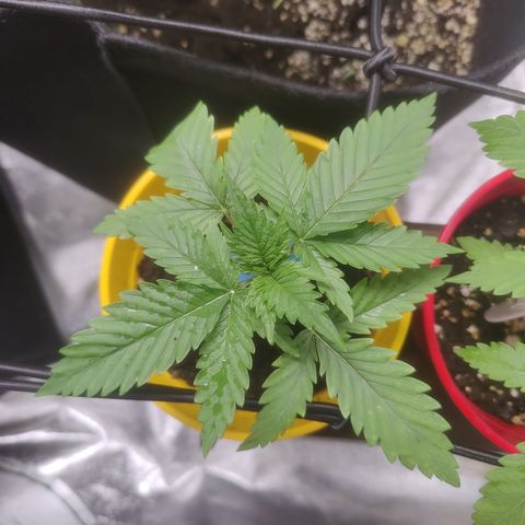 Blackberry Cake growlog timeline photo