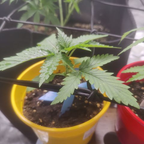 Blackberry Cake growlog timeline photo