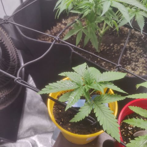 Blackberry Cake growlog timeline photo
