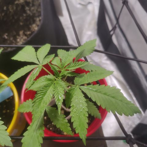 Shogun growlog timeline photo