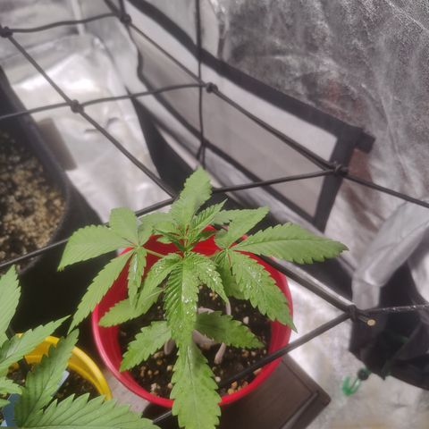 Shogun growlog timeline photo