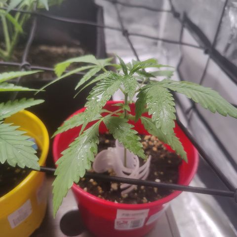 Shogun growlog timeline photo