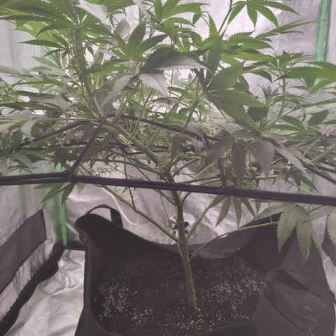 Lemon Haze growlog timeline photo