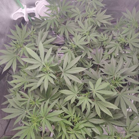 Lemon Haze growlog timeline photo