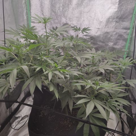 Lemon Haze growlog timeline photo