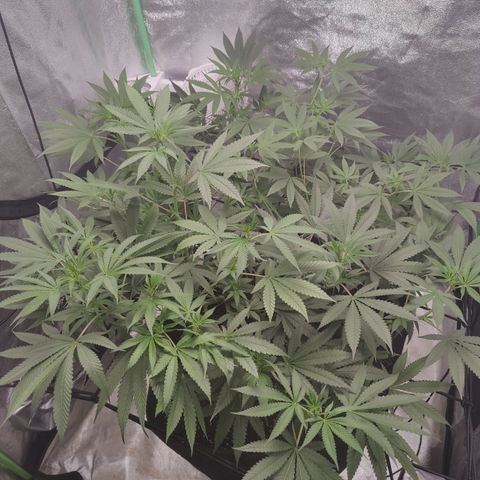 Lemon Haze growlog timeline photo