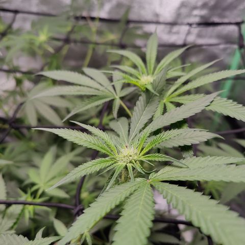 Lemon Haze growlog timeline photo