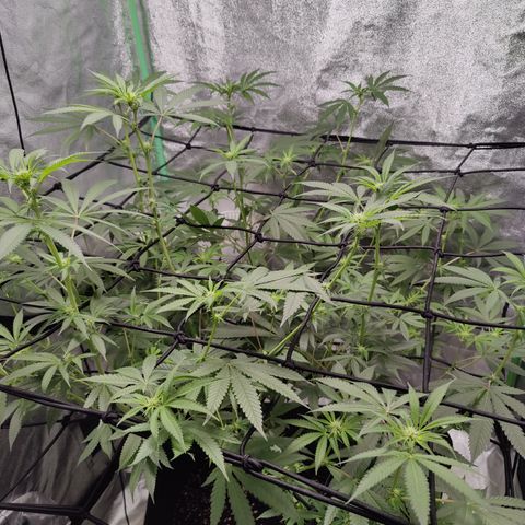 Lemon Haze growlog timeline photo