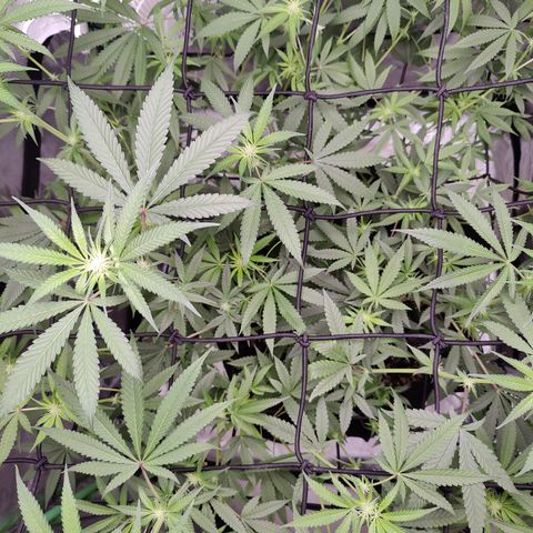 Lemon Haze growlog timeline photo