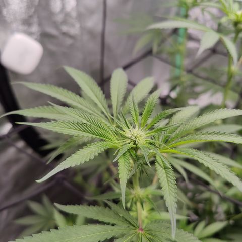 Lemon Haze growlog timeline photo