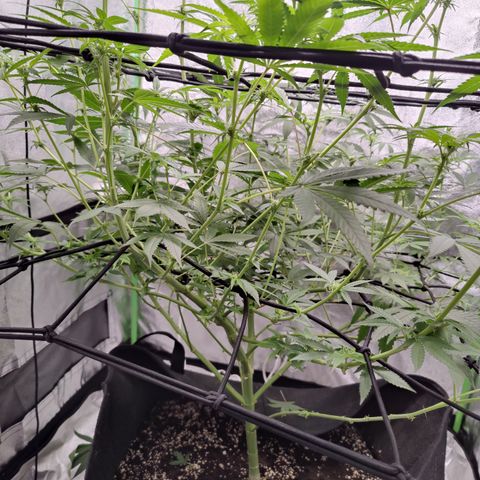 Lemon Haze growlog timeline photo