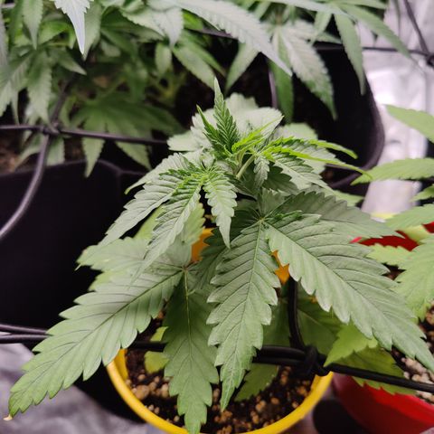 Blackberry Cake growlog timeline photo