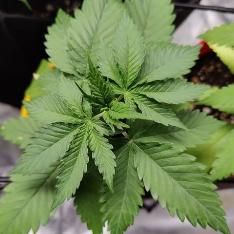 Blackberry Cake growlog timeline photo