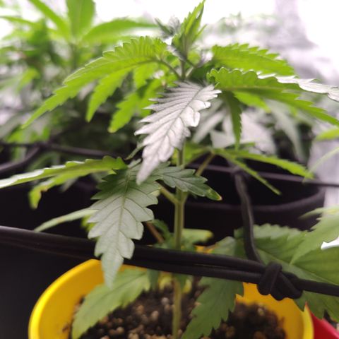 Blackberry Cake growlog timeline photo