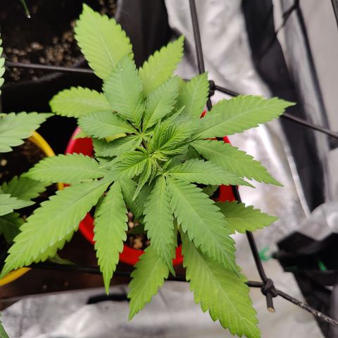 Shogun growlog timeline photo