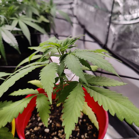 Shogun growlog timeline photo
