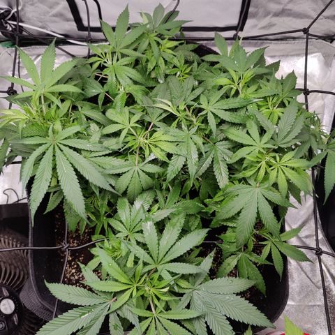 Dos Si Dos 33 growlog timeline photo