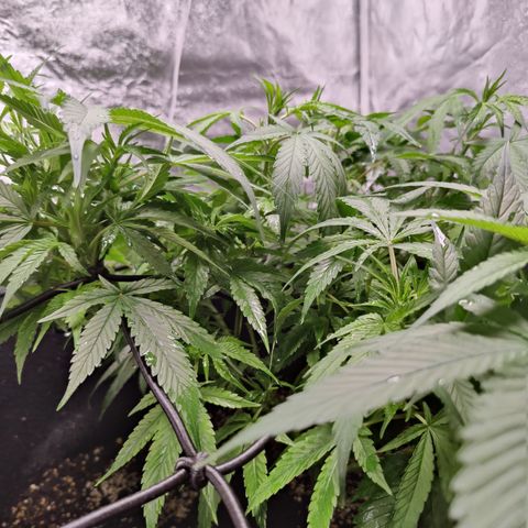 Dos Si Dos 33 growlog timeline photo