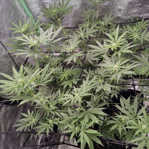 Lemon Haze growlog timeline photo