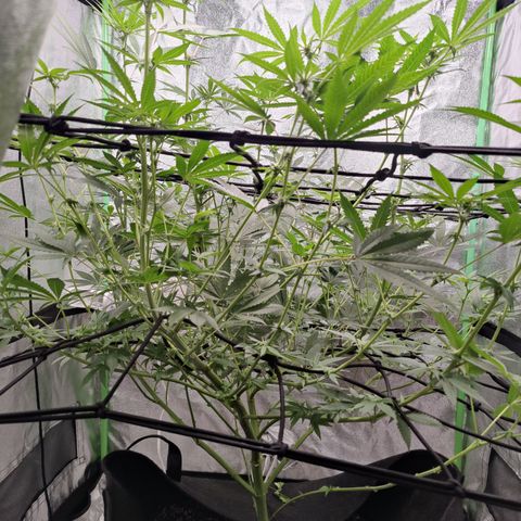 Lemon Haze growlog timeline photo