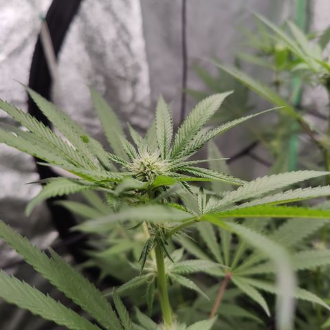 Lemon Haze growlog timeline photo