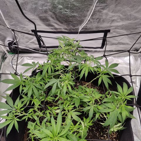 Dos Si Dos 33 growlog timeline photo
