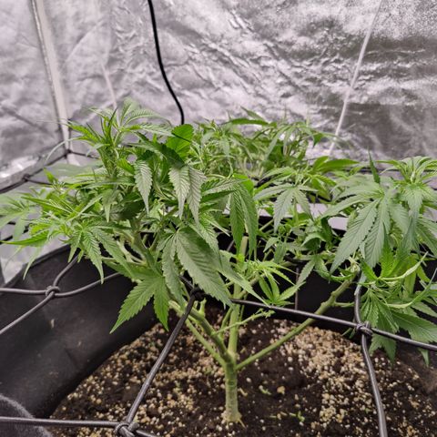 Dos Si Dos 33 growlog timeline photo