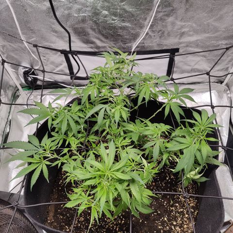 Dos Si Dos 33 growlog timeline photo