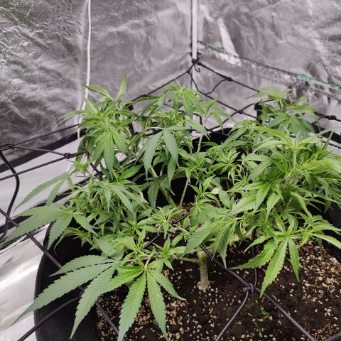 Dos Si Dos 33 growlog timeline photo