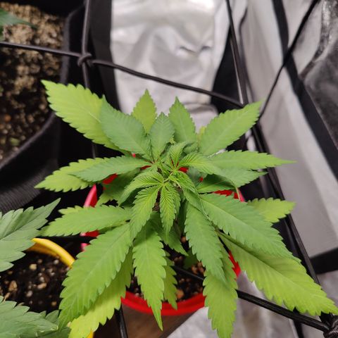 Shogun growlog timeline photo