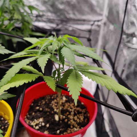 Shogun growlog timeline photo