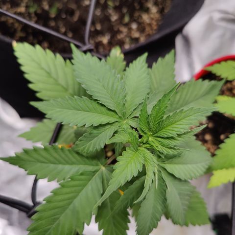 Blackberry Cake growlog timeline photo