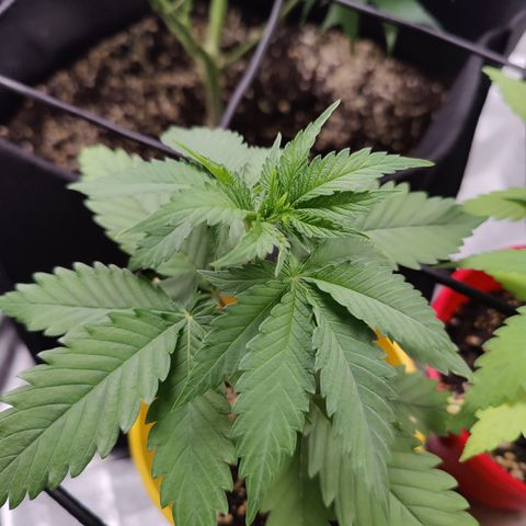 Blackberry Cake growlog timeline photo
