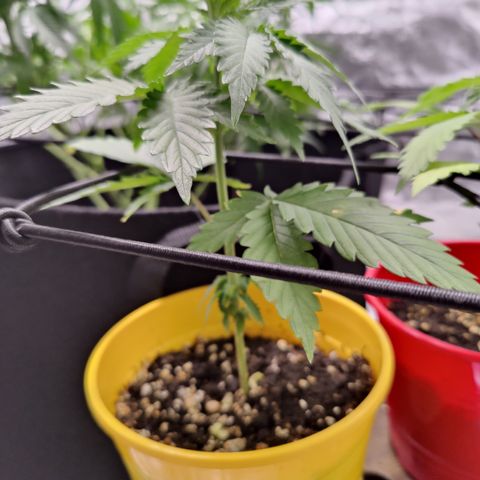 Blackberry Cake growlog timeline photo