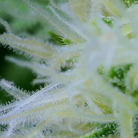 Lemon Haze growlog timeline photo