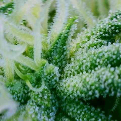 Lemon Haze growlog timeline photo