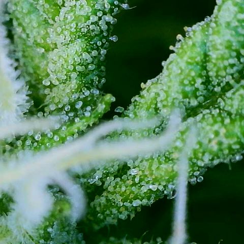 Lemon Haze growlog timeline photo