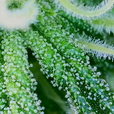 Lemon Haze growlog timeline photo