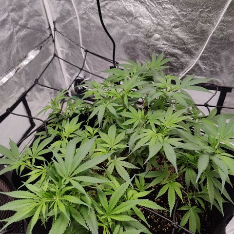 Dos Si Dos 33 growlog timeline photo