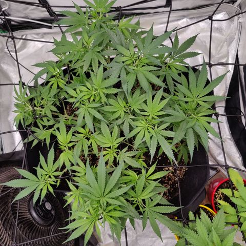 Dos Si Dos 33 growlog timeline photo